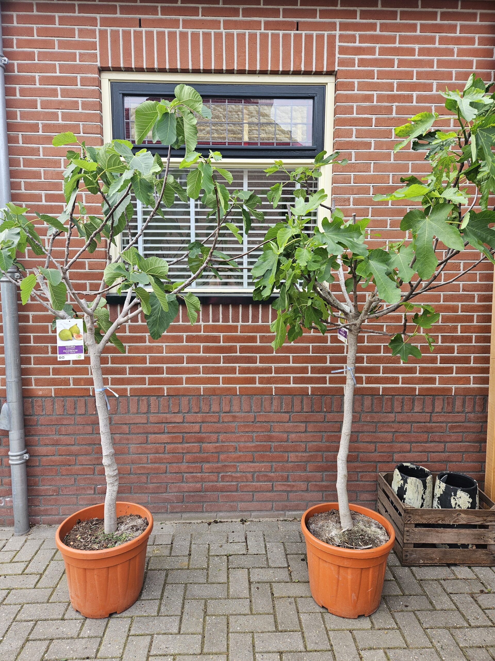 Vijgboom dikke stam