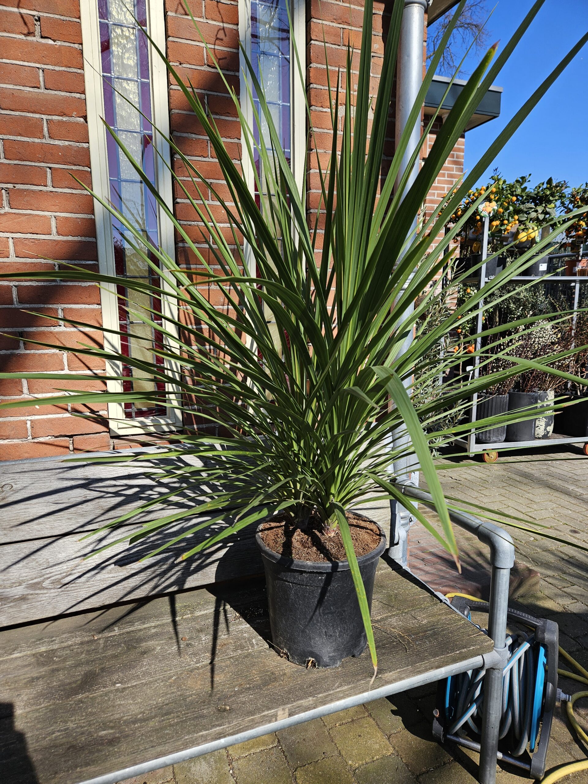 Koolpalm (Cordyline Indivisa en Australis)