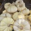 Crèmewitte Baby Boo mini pompoenen in houten kist in winkel Hilversum