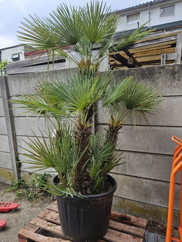 Chamaerops Humilis Chamaerops Humilis Multistam