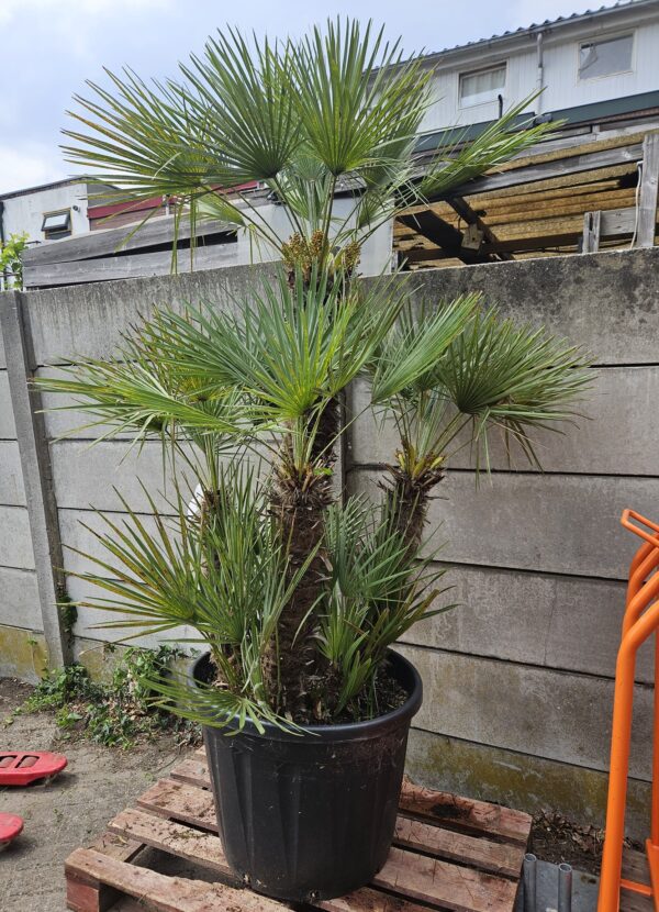 Chamaerops Humilis Multistam