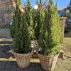 Conica kerstboom in mand met verlichting hilversum Conica kerstboom in pot