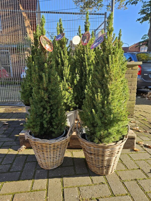 Conica kerstboom in mand met verlichting hilversum Conica kerstboom in pot