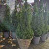 Compacte Conica kerstboom in pot voor bij de voordeur te koop bij winkel Lankreijer in Hilversum