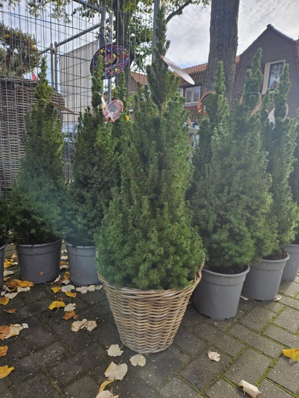 Conica kerstboom in pot lankreijer hilversum Compacte Conica kerstboom in pot voor bij de voordeur te koop bij winkel Lankreijer in Hilversum