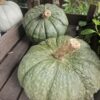 Donkergroene gebobbelde Marina di Chioggia pompoen in winkel in Hilversum