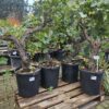 Oude druif op stam - Vitis Vinifera