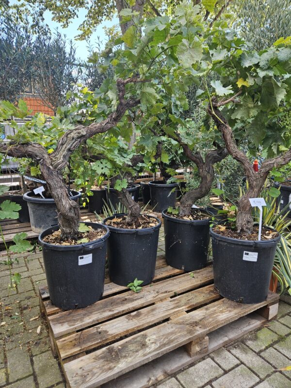 Oude druif op stam - Vitis Vinifera