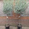 Eucalyptus boom 220 hoog