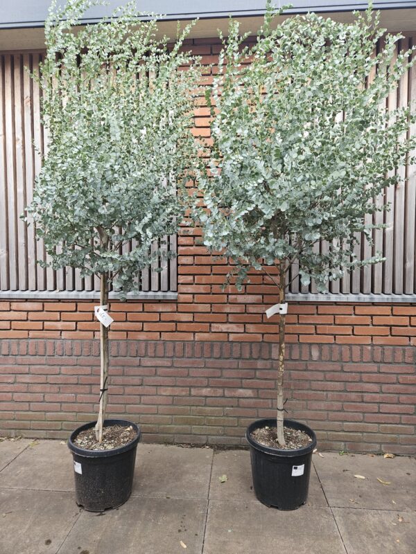 Eucalyptus boom 220 hoog