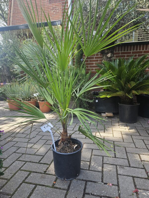 Europese dwergpalm1 Europese dwerpalm, kleine stammetjes
