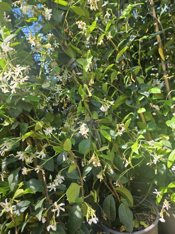 Witte stervormige bloemen van de Toscaanse jasmijn sterjasmijn in Hilversum
