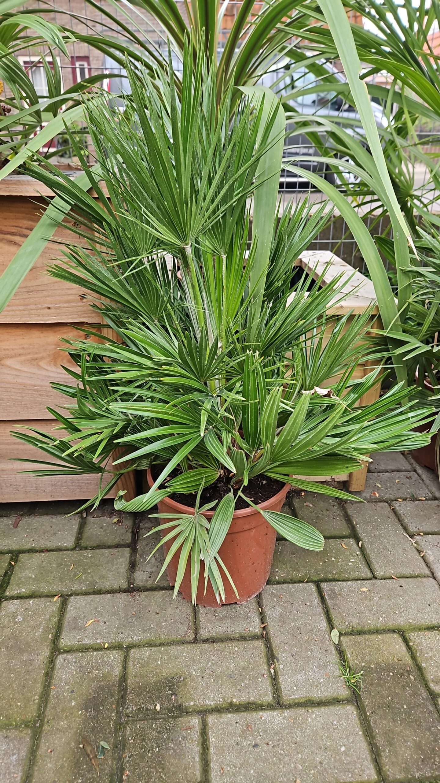 Europese dwergpalm