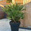 Europese Dwergpalm