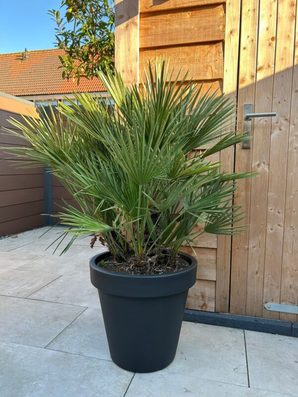 Europese Dwergpalm Europese Dwergpalm