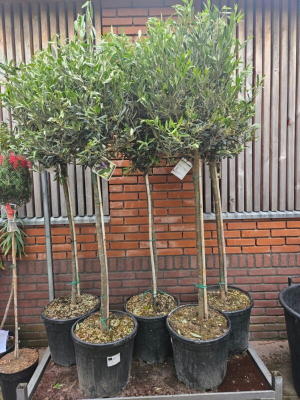 Olijfboom 180cm dunne stam