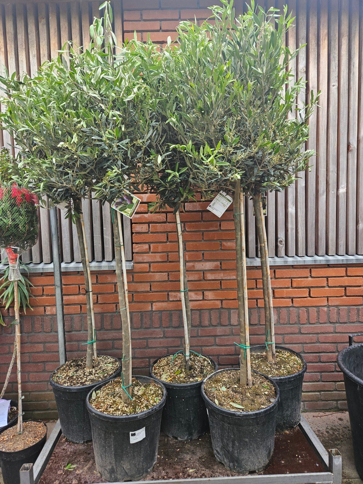 Olijfboom 180cm met slanke dunne stam te koop voor 99 euro in winkel Lankreijer Hilversum