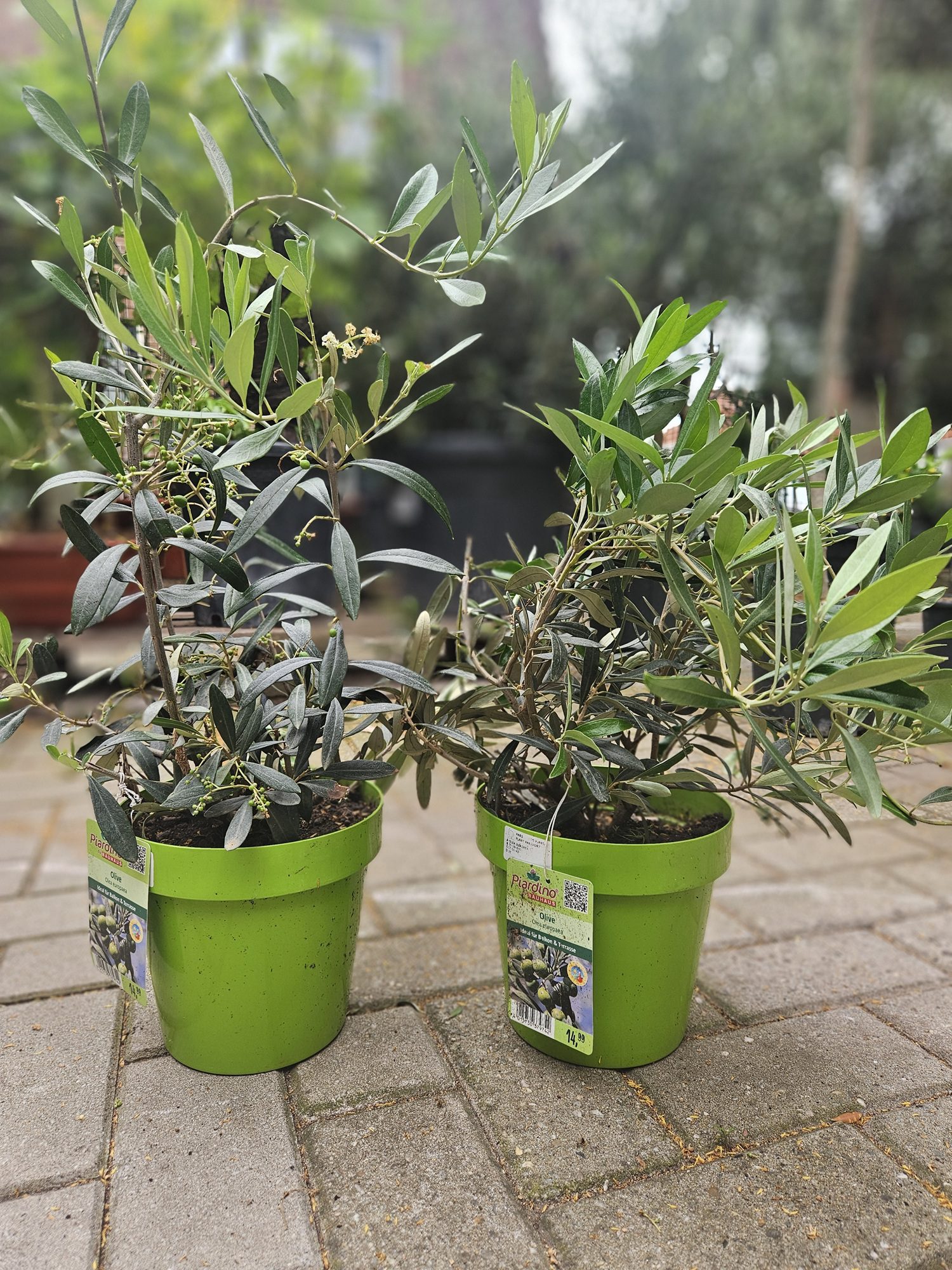 Mooie olijfstruik te koop in winkel Lankreijer Hilversum