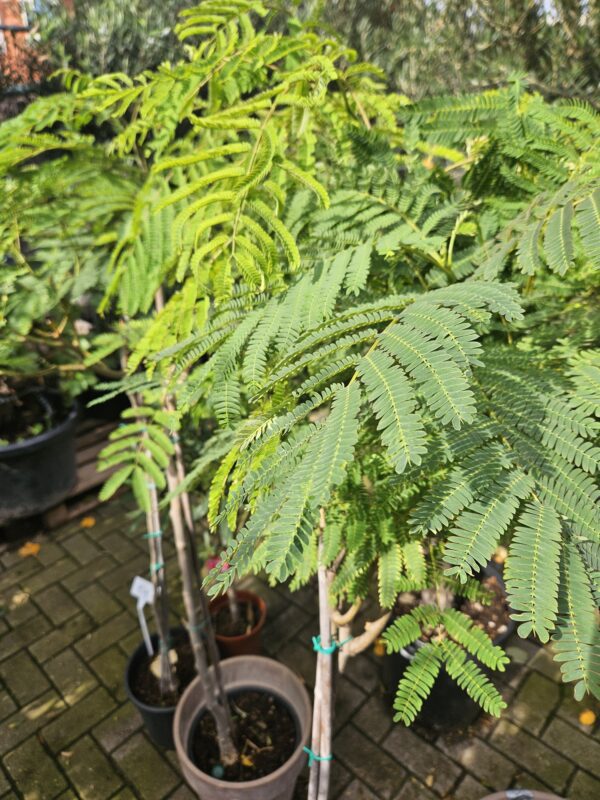 Perzische slaapboom