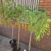 Perzische slaapboom