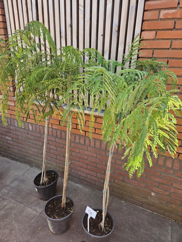 Perzische slaapboom