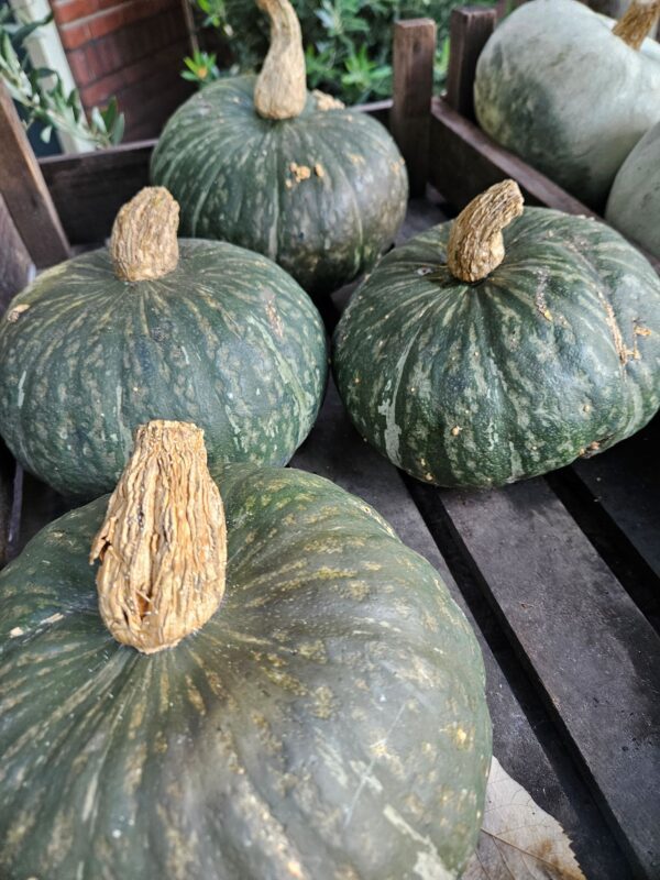 Donkergroene Sweet Mama kabocha pompoen in de winkel in Hilversum