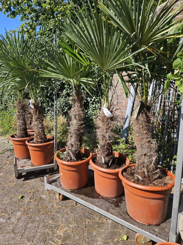 Palmboom Fortunei 70cm stam