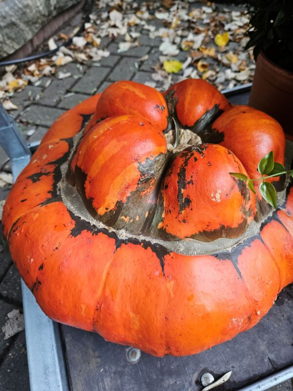 Kleurrijke Turkse hoed pompoen in de winkel in Hilversum