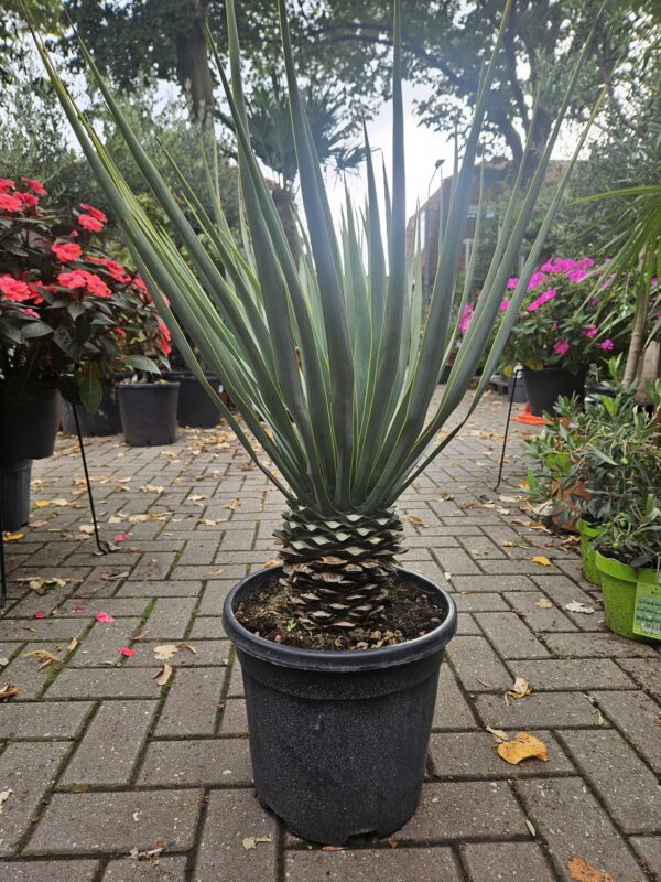 Yucca Rigida