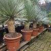 Yucca Rostrata 30cm stam 110hoog Yucca rostrata met 30 cm stam en totale hoogte van 110 cm te koop bij Lankreijer in Hilversum