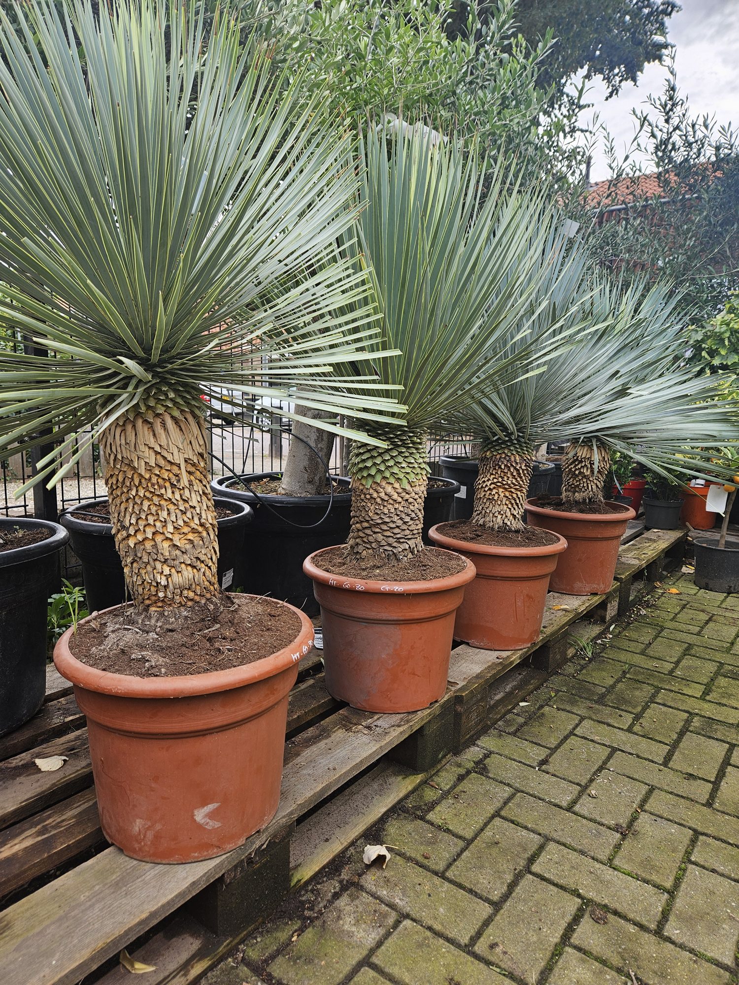 Speelgoedkast steigerhout
