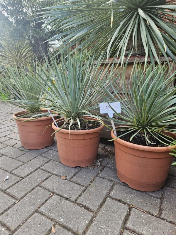 Yucca Rostrata kleine maat