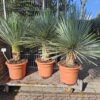 Zilverblauwe bladrozet van de Yucca rostrata Yucca Rostrata 30cm stam totale hoogte 110