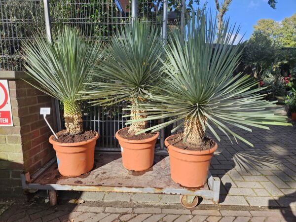Zilverblauwe bladrozet van de Yucca rostrata Yucca Rostrata 30cm stam totale hoogte 110