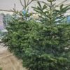 Duurzame Pure Nature Nordmann kerstboom opgesteld in de winkel in Hilversum