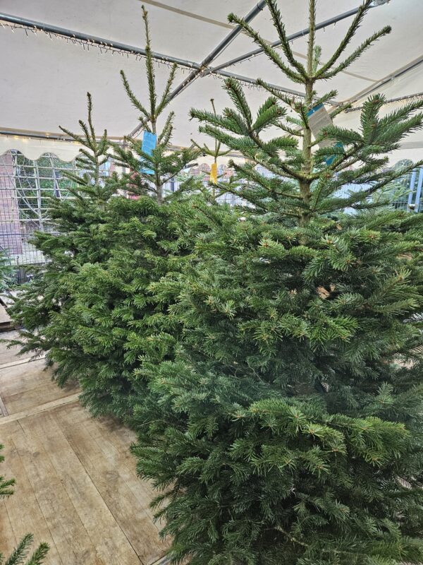 Duurzame Pure Nature Nordmann kerstboom opgesteld in de winkel in Hilversum