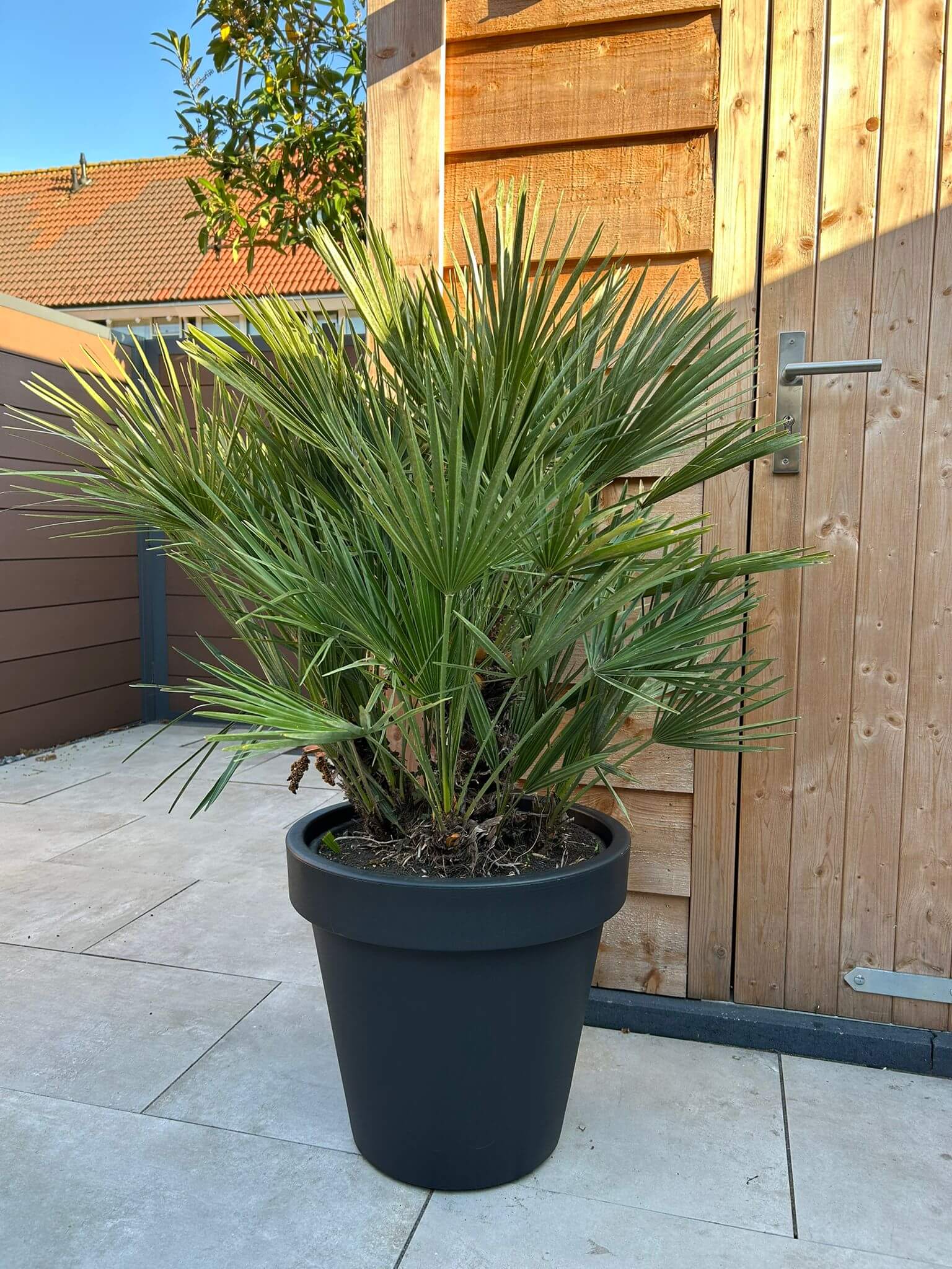 Europese Dwergpalm