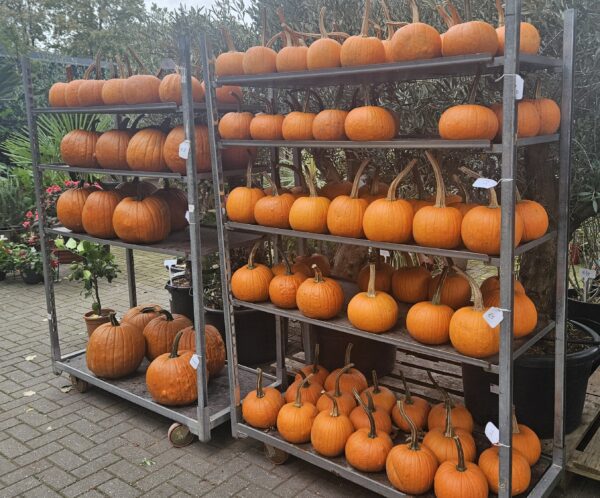 Oranje Halloween pompoenen in diverse maten bij winkel in Hilversum