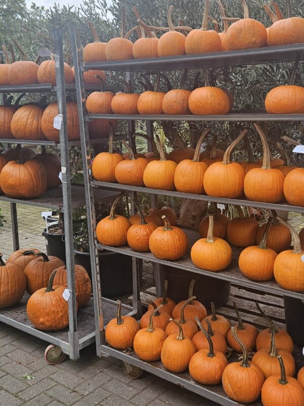 Oranje Halloween pompoenen in diverse maten bij winkel in Hilversum