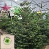 nordman-duurzaam-kerstboom-pure-nature Duurzame Pure Nature Nordmann kerstboom opgesteld in de winkel in Hilversum