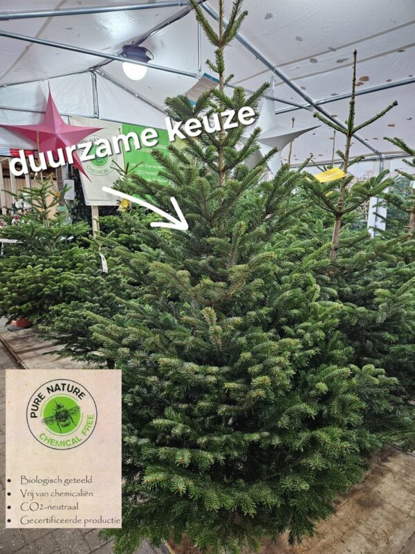 nordman-duurzaam-kerstboom-pure-nature Duurzame Pure Nature Nordmann kerstboom opgesteld in de winkel in Hilversum