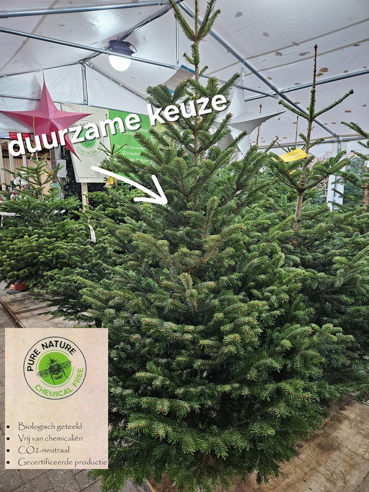 Duurzame Pure Nature Nordmann kerstboom opgesteld in de winkel in Hilversum