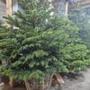 Verse Nordmann kerstboom in pot gepresenteerd in de winkel in Hilversum