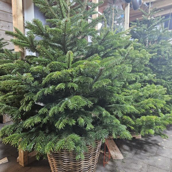 Verse Nordmann kerstboom in pot gepresenteerd in de winkel in Hilversum