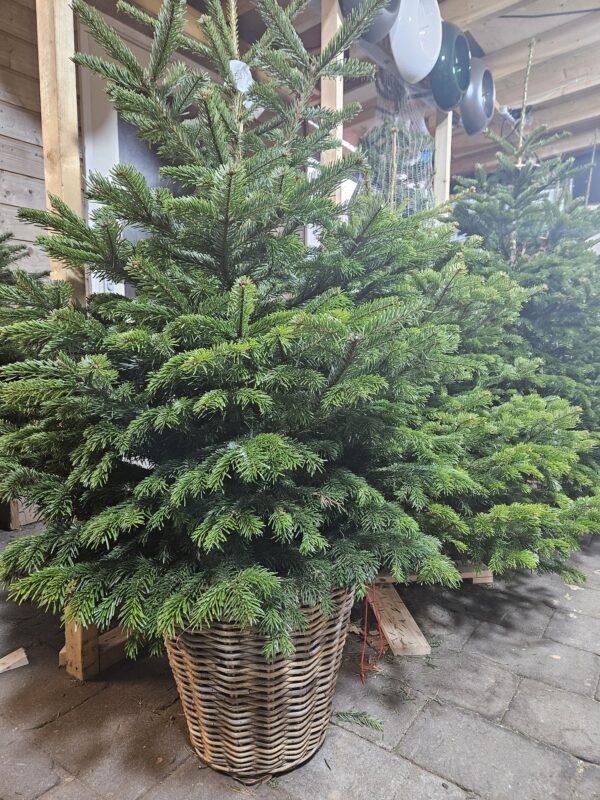 Verse Nordmann kerstboom in pot gepresenteerd in de winkel in Hilversum