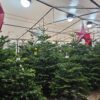 Klassieke Nordmann kerstboom uitgestald in de winkel in Hilversum