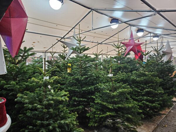 nordmann-kerstboom-kopen-hilversum Klassieke Nordmann kerstboom uitgestald in de winkel in Hilversum