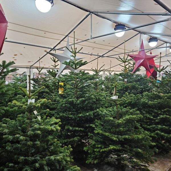 Klassieke Nordmann kerstboom uitgestald in de winkel in Hilversum