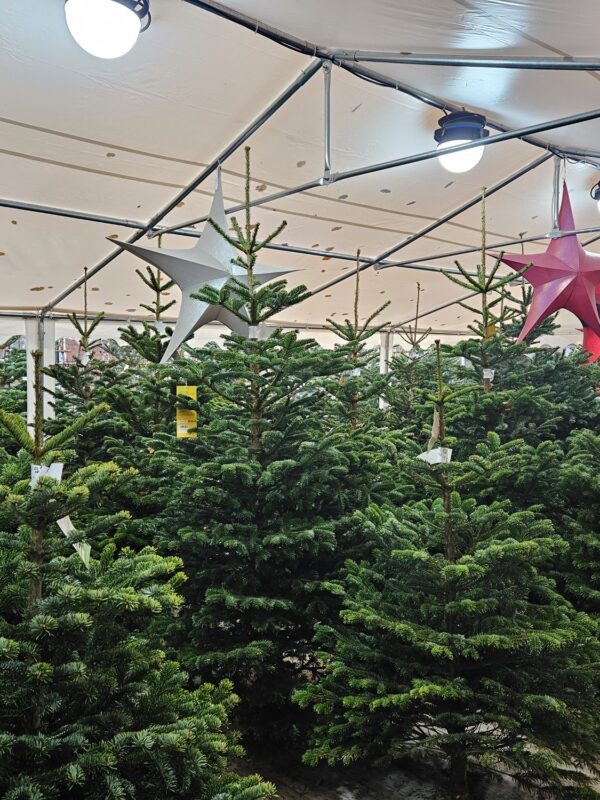 Klassieke Nordmann kerstboom uitgestald in de winkel in Hilversum