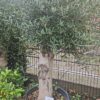Karaktervolle Mediterraanse olijfboom met dikke stam en volle kruin in pot bij Lankreijer Hilversum
